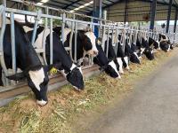 Danish companies target Indonesia’s growing dairy sector