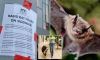 Woman seen picking up a rabid bat in Minneapolis sends city into a PANIC putting up flyers trying to find her