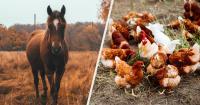 Which Heritage Farm Animal Matches Your Current Lifestyle Era?