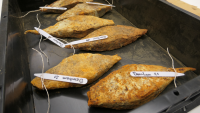 'Nothing short of a minor miracle': 'Rusty treasure' found in the Danube is full of 2,200-year-old iron bars that could equip an entire army with weapons