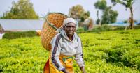Climate impacts hitting yields and already ‘scarce’ incomes, tea farmers warn