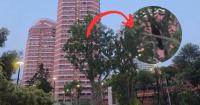 Asian Koel’s Cute Call Has Netizens Missing Singapore’s Sounds Of Home
