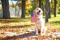 Of Checkers and politicians’ dogs