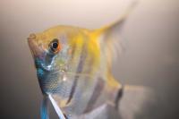 This Fish Knows Its Own Face — and It’s Still on Your Plate