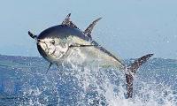 For the first time in six decades, a magnificent bluefin tuna has been caught off our North Sea coast. TOM PARKER BOWLES salutes the return of the behemoths