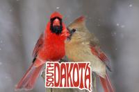 The Real Reason Why There Are Less Cardinals in South Dakota