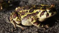 Western Leopard Toad conservation efforts grow in Cape Town