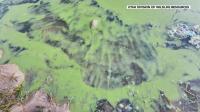 As waterfowl hunting season begins in Utah, a warning about harmful algae from state officials