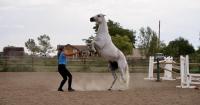 'Stunt horse deluxe': Meet the northern Colorado horse you may have seen on the Broncos' jumbotron