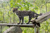 Leopardus tilcayo: the new tiger cat discovered in Bolivia could expand the map of Argentine biodiversity