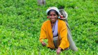 Sri Lanka's organic farming failure holds lessons for New Zealand