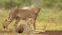 India's cheetah comeback story, 52 big cats now roam Kuno and Gandhi Sagar