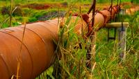 Kentucky neighbors rally behind woman fighting sewage pipeline through land 'full of deer'