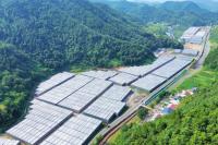 Juncao‑powered mushroom industry thrives in Yunxi