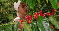 Guantánamo aims for an "efficient" coffee harvest after a previous "very low" yield