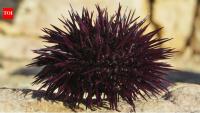 Australian students are turning discarded sea urchin shells into reef structures designed to bring back the damaged kelp forests