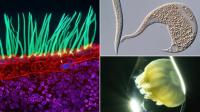 Dr. Ning Xu wins Nikon Small World 2026 with images of cilia in PCD, highlighting the microscopic beauty in science