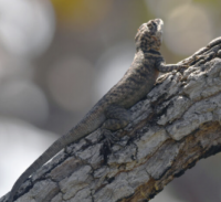 Hidden Lizard Finally Found in Beni | Lagartija Escondida Aparece en Beni