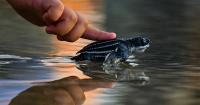 Turtles nested in record numbers at Great Nicobar project site: RTI reply confirms Scroll report