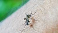 Ministry of Health reports notable decline in dengue fever cases across Oman