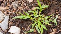Ditch The Chemicals: The Simple Garden Tool For Removing Crabgrass