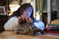 Turtle Salmonella Outbreak More Than Doubles to 20 Cases and 5 Hospitalizations as It Reaches 12 States