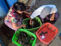 Entrepreneurs call for removal of crab fishing ban due to COVID-...