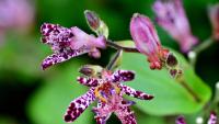 Is Your Shaded Front Porch Ruining Fall Flowers? Try Japanese Toad Lilies