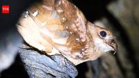 Scientists tracked 21 oilbirds in Venezuela, and five disappeared from their cave for up to 73 days to stay closer to food