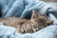 Medically Complicated Rescue Kitten Named 'Rolo' Is Stealing Hearts Everywhere