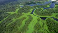 Tight Brazil election challenges fragile gains for Amazon conservation