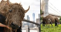RETURN OF THE BUFFALO: TATANKA OWE AKUPI Brings a Herd to New York City