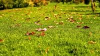 Patchy lawns will grow back thicker if gardeners do 1 crucial task in September