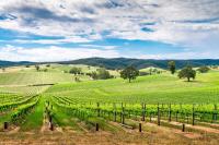 Industry welcomes $109m South Australian wine support package