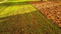 Dried out lawns will turn out healthy in autumn if gardeners do a easy task now