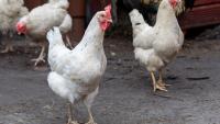 Thai poultry audit sparks call for robust import controls