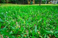 Why Kenya lawns are shifting from Kikuyu and Arabica to Paspalum