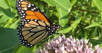 Why people raise monarch butterflies in captivity — and why scientists advise against it