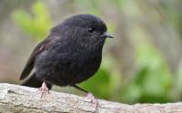 Bird saved from extinction named New Zealand’s Bird of the Year