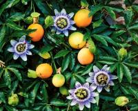 First Day Of Spring: Day Of Youth And Paraguay’s Extraordinary Mburucuyá Flower