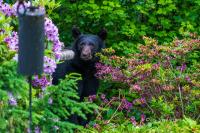 Bear-y Good Neighbors: Humans, Animals Learning To Live Together in L.A.