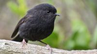 This tiny ‘goth’ bird was nearly extinct. Now it’s New Zealand’s Bird of the Year