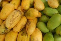 Second Philippine exporter ships Carabao mangoes to Canada