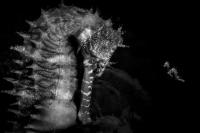 Julien Anton on the shot that won Ocean Photographer of the Year 2026