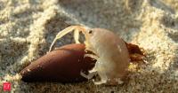 Tiny shrimp-like creatures are moving 110 pounds of sand per meter of California beach every day, scientists say they may be reshaping the coast