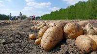 Europe's potato harvest slumps after heat waves, drought; shorter fries may be next