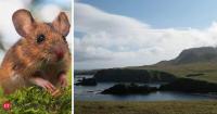 In the 1700s, a shipwreck brought hundreds of rats to an Alaskan island. 11 years after scientists removed them in 2008, seabirds returned and the ecosystem was recovered