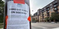 Rabid bat found in Minneapolis as state investigates wildlife service