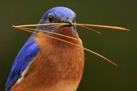 Maine publishes comprehensive study of the state’s birds