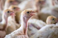 Global experts mark centenary of Newcastle disease research at APHA